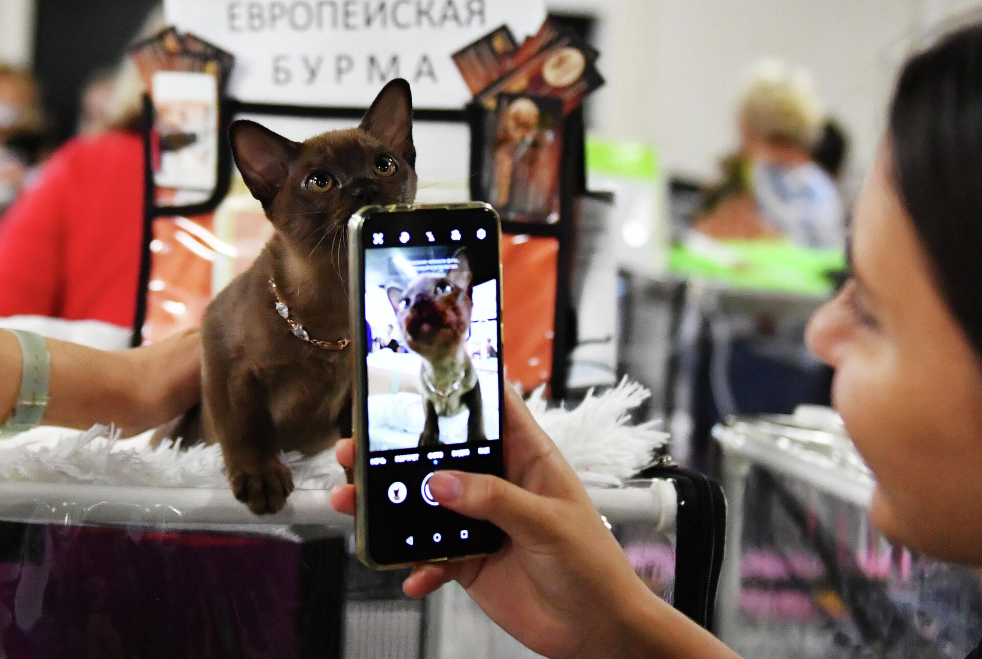 Кошка породы бурма Кошка породы бурма - РИА Новости, 1920, 27.08.2021